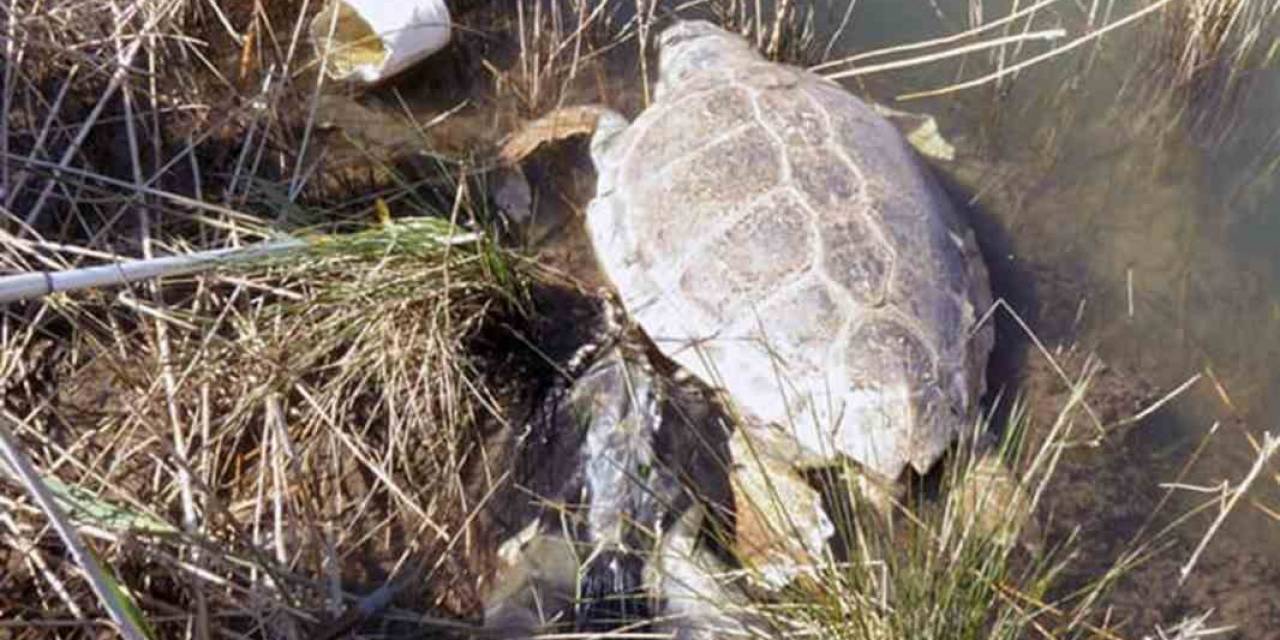 Deniz Kaplumbağaları Hakkında Ürküten Araştırma