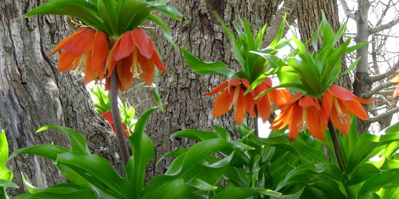 Yılın Sadece 20 Günü Yaşıyor, Köylüler Başında Nöbet Tutuyor: Cezası Araba Fiyatında