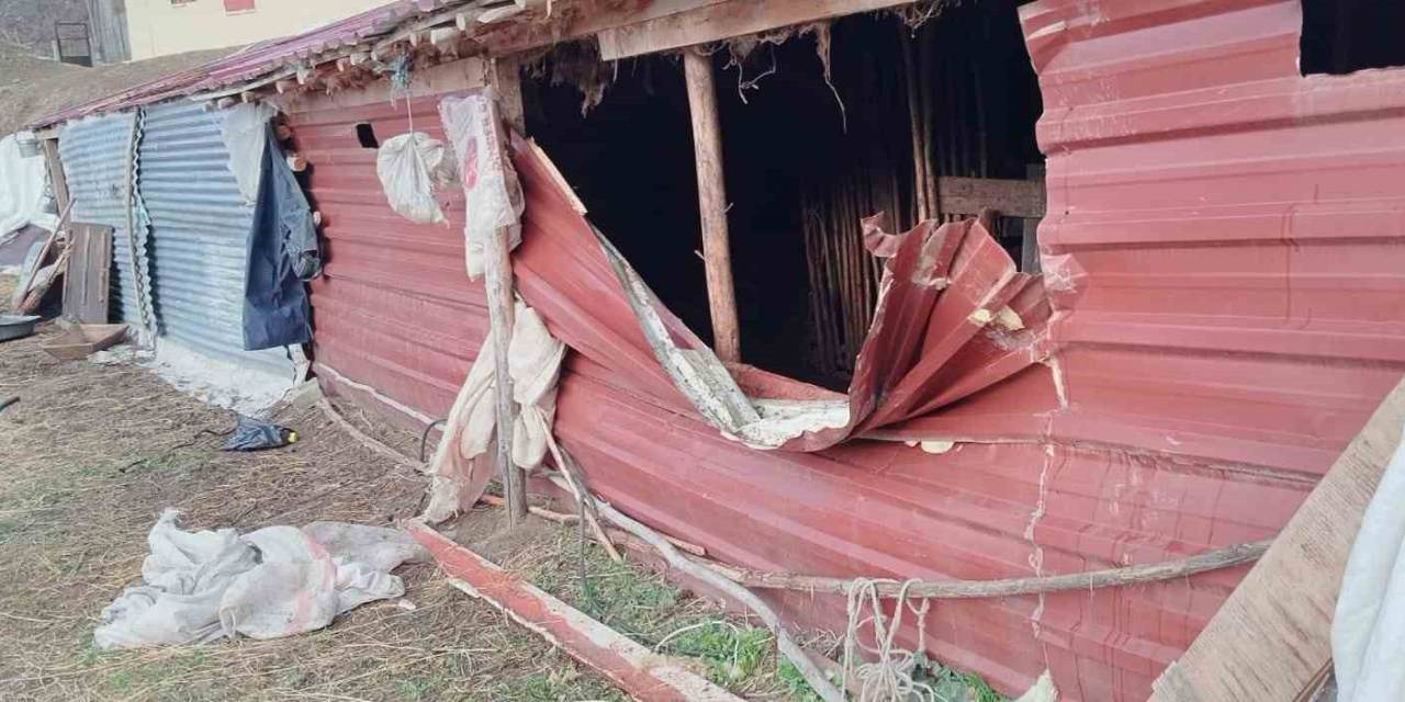 Ahıra Giren Ayı, Tekeyi Götürdü