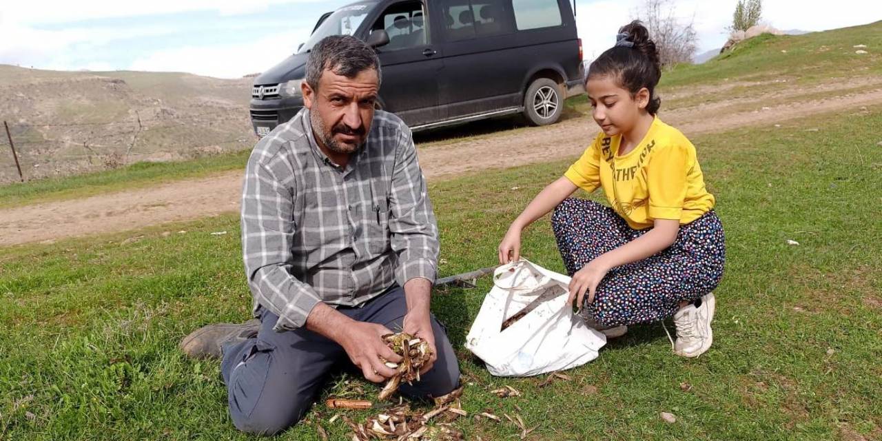 Batman’da İlkbaharın Müjdecisi ’kenger Bitkisi’ Köylülerin Geçim Kaynağı Oluyor