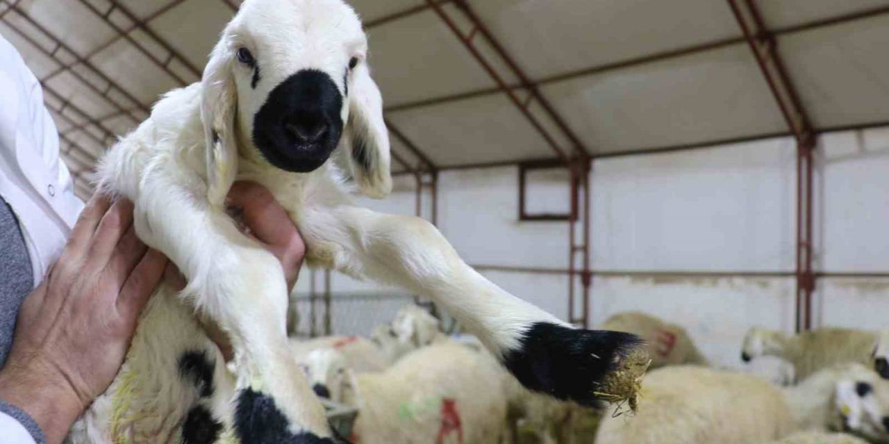 İlk Akademik Kuzular Gözlerini Dünyaya Açtı
