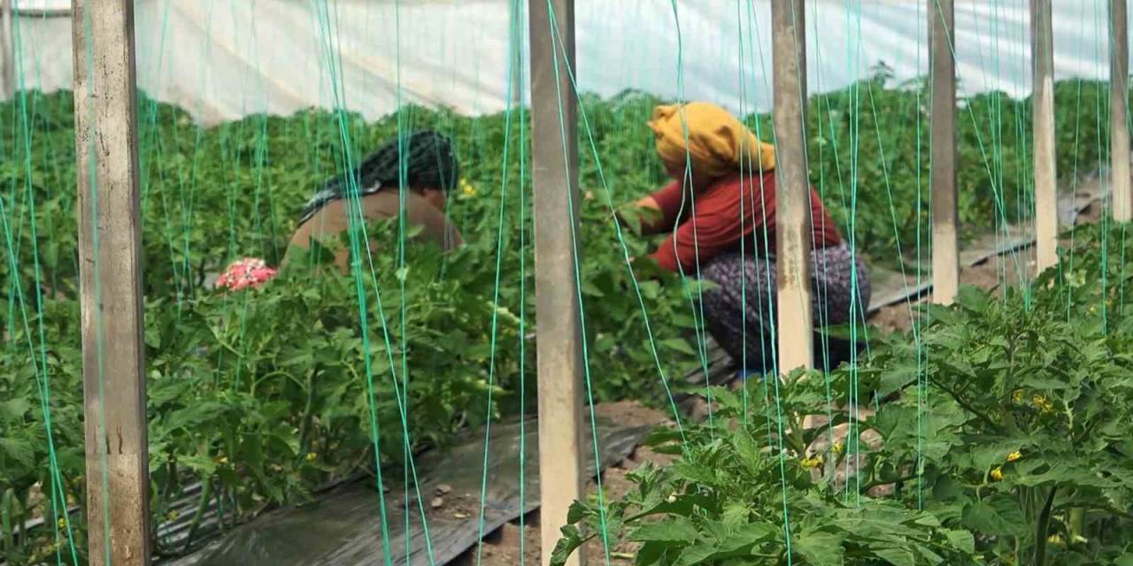 Can Kaybı Yaşanmayan Mahalledeki Seralarda Üretim Sürüyor