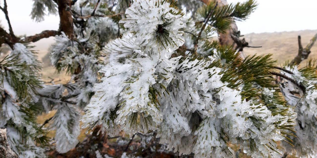 Abant’ta Çam Ağaçlarının Yaprakları Buz Tuttu
