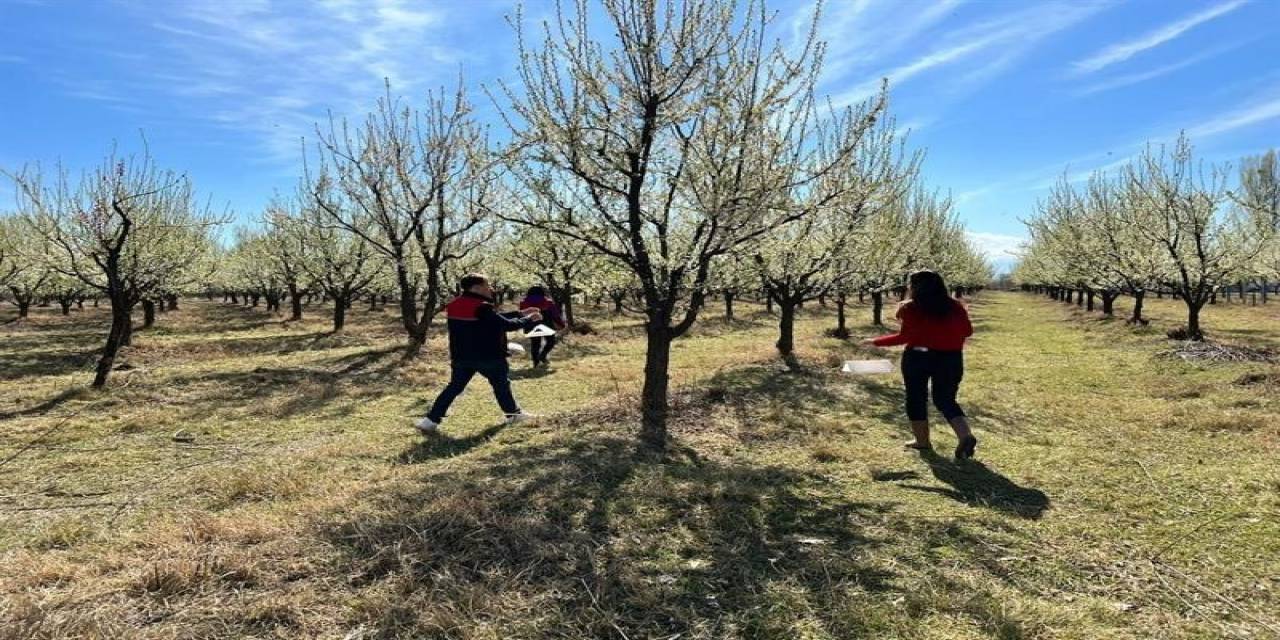 Meyve Ağaçlarında Zararlıların Tespiti İçin İzleme Tuzakları Asıldı