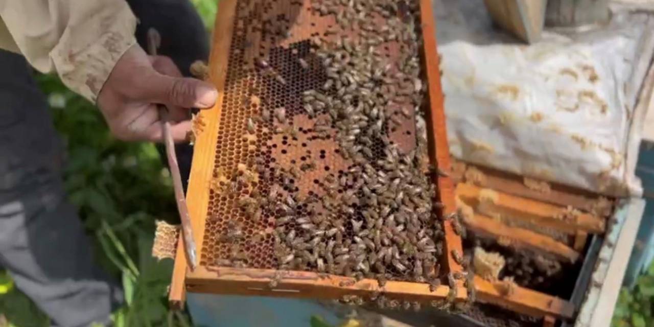 Bahar Yağmurları Arıcıların Yüzünü Güldürdü