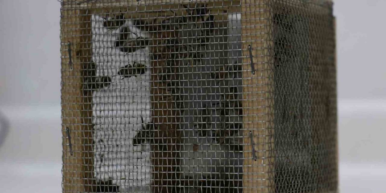 Uzmanlardan Arıların İlkbahar Bakımı İçin ‘kritik’ Uyarı