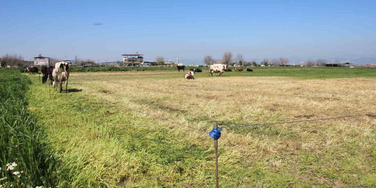 Teknoloji Çobanları İşsiz Bırakıyor