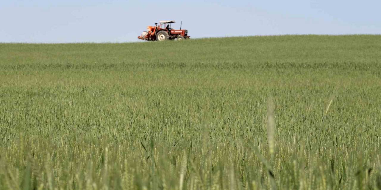 Çukurova’da Etkili Olan Yağışlar Verim Kaybını Azalttı