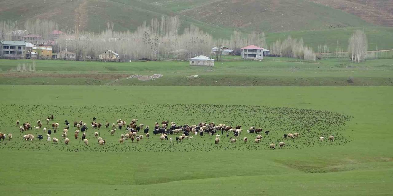 Sığırcık Sürüsünün Koyunlarla Dansı