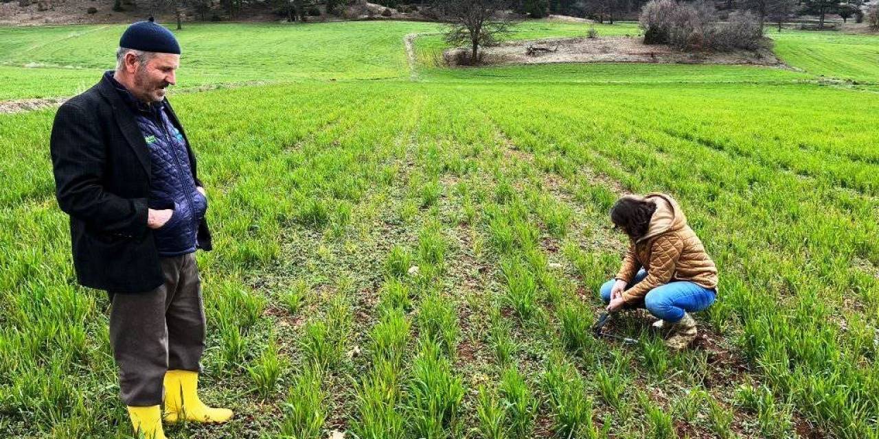 Kütahya’da Sertifikalı Buğday Ve Arpa Tohumlarının Arazide Çıkış Kontrolleri