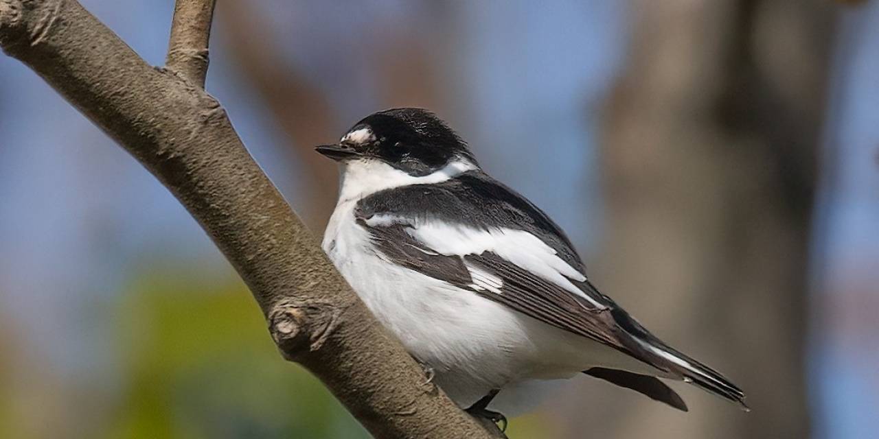Hersek Lagünü’ndeki Kuş Türü Sayısı 252’ye Çıktı