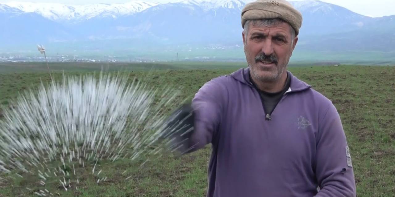 Muş Ovası’ndaki Buğday Tarlaları Gübreleniyor