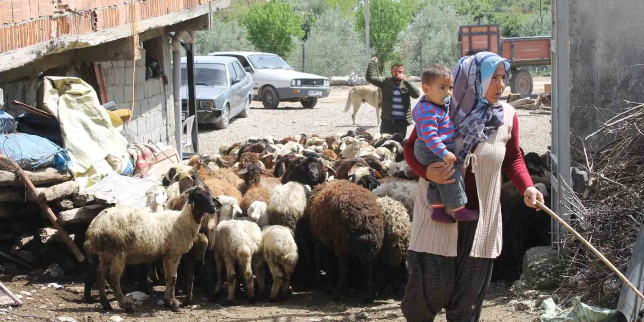 Dört Çocuk Annesi Devletten Aldığı Destekle 230 Koyunluk Sürünün Sahibi Oldu