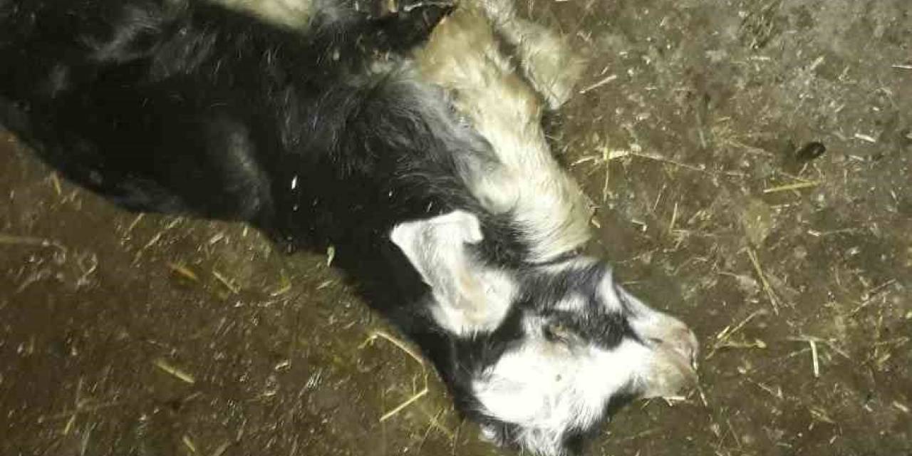 Ahıra Giren Sokak Köpekleri 4 Hayvanı Telef Etti, 15’ini De Yaraladı