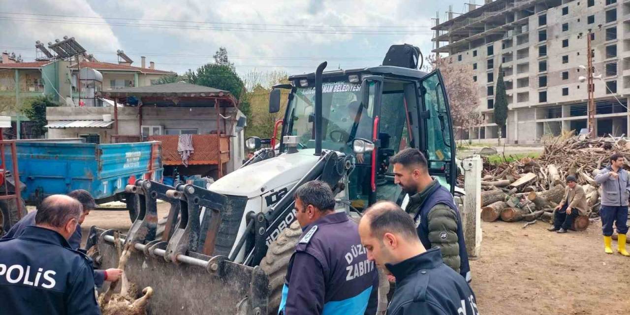 Ahıra Girdiğinde Şok Oldu: 15 Koyun Telef Edilmiş Halde Bulundu