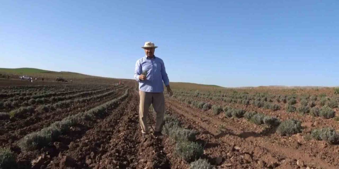 Siirt’te Yağışlar Çiftçinin Yüzünü Güldürdü: Ürünlerde Rekolte Kırılması Bekleniyor