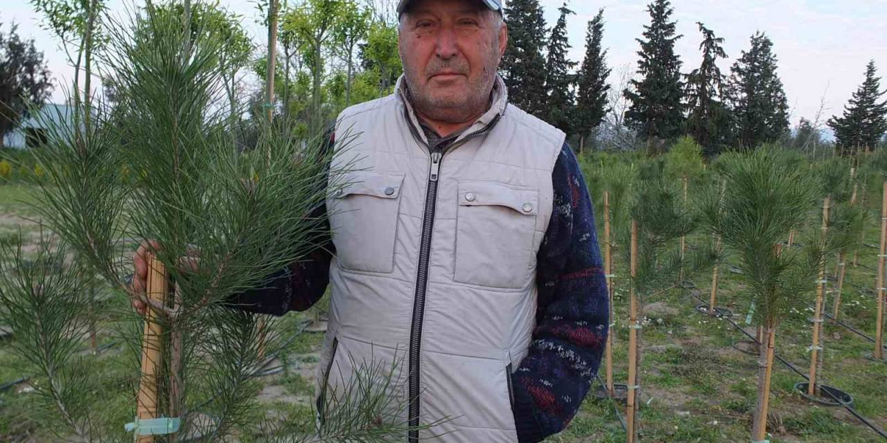 Balıkesirli İşletmeci Kanal İstanbul İçin Fıstıkçamı Üretiyor