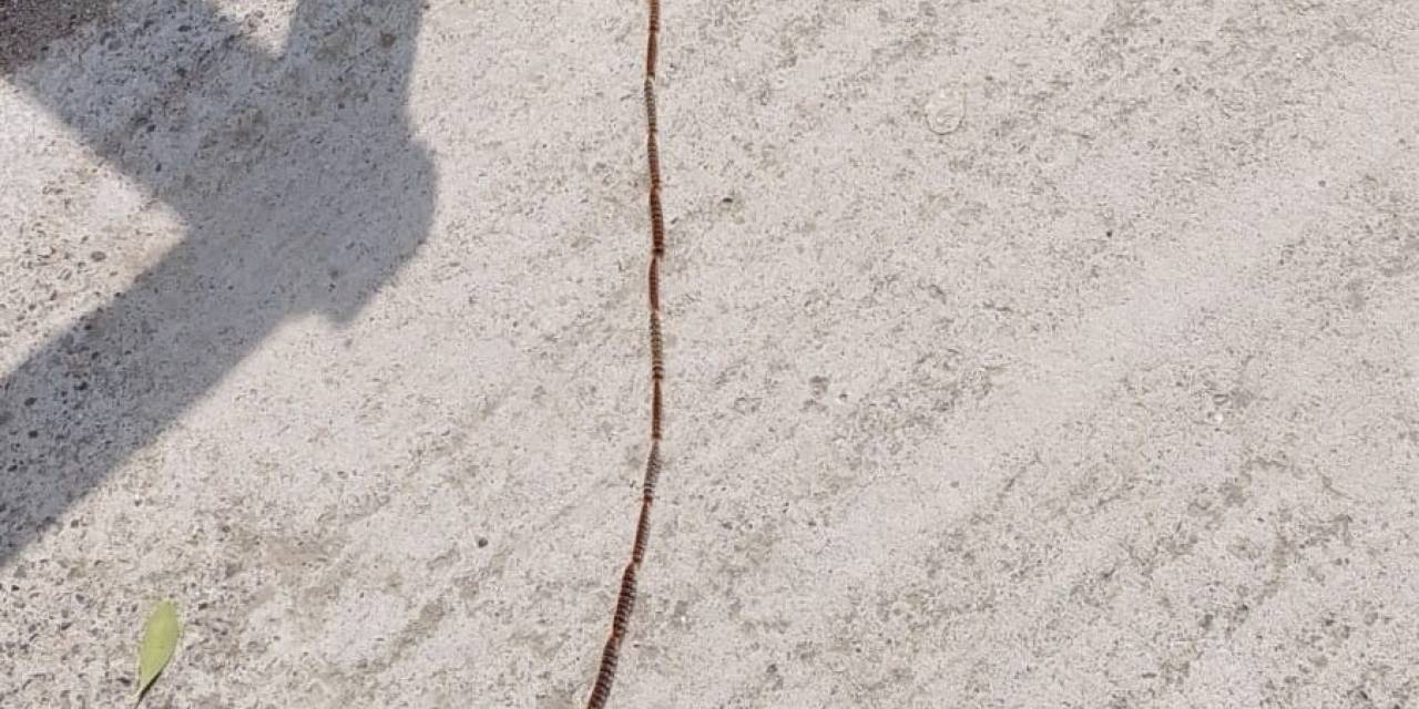 Tırtıl Konvoyu Böyle Görüntülendi