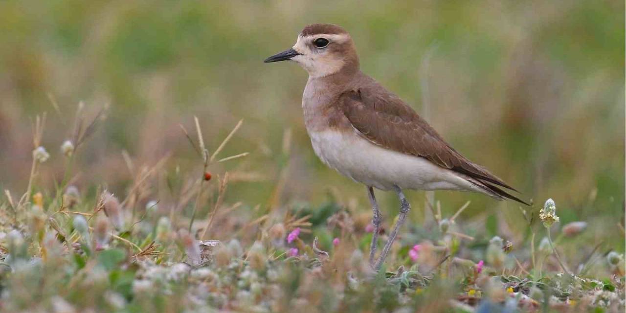 Doğu Cılıbıtı, 113 Yıl Sonra Hatay’da Görüldü