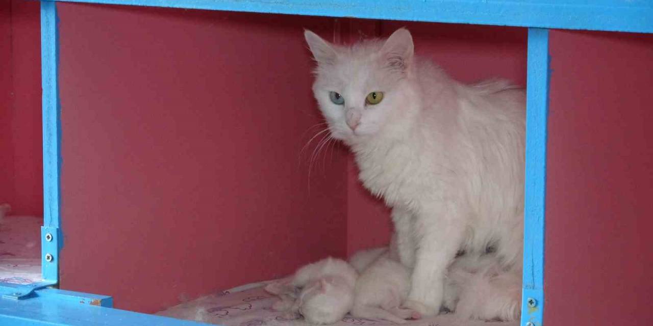 Van Kedi Villası’nda 20 Kedi Doğum Yaptı