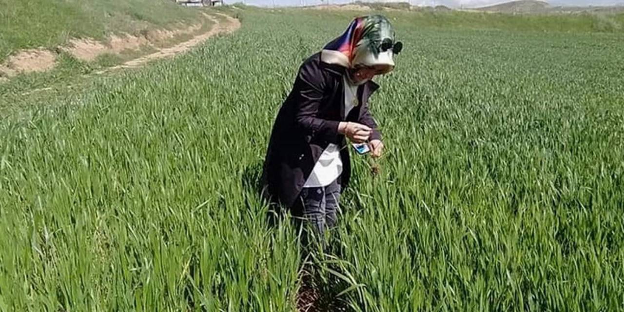 Siirtli Çiftçiler Hububatta Septorya Ve Pas Hastalıklarına Karşı Uyarıldı