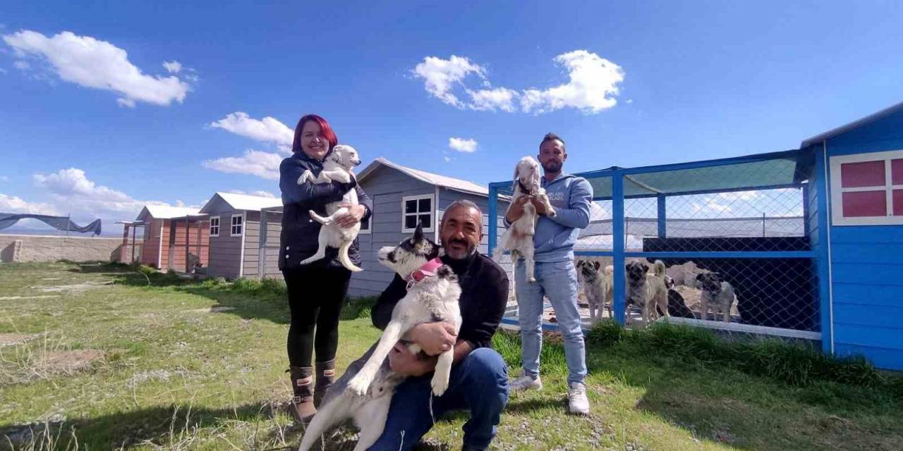 Evinin Bahçesini 42 Köpekle Paylaşıyor