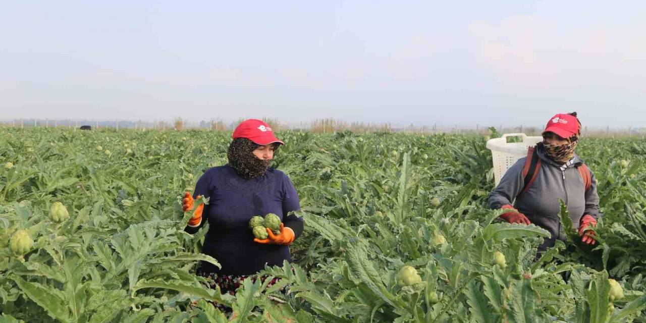 Efeler Belediyesi Enginar Hasadına Başladı