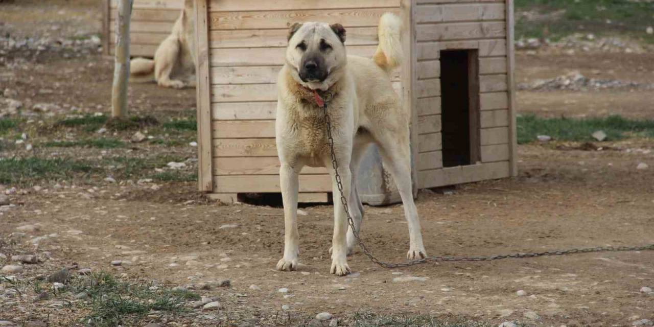 Kangal Köpeğini Dışkısından Tanımak Mümkün