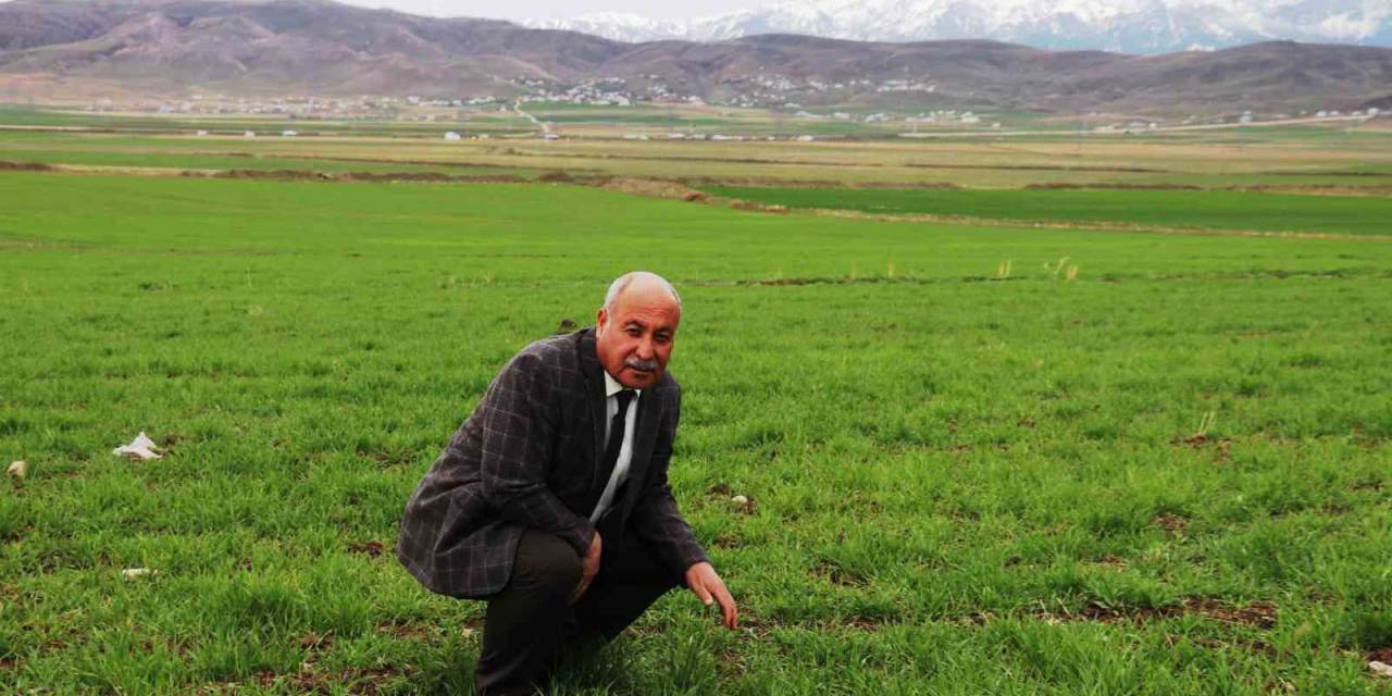 Mart-nisan Yağmurları Çiftçinin Yüzünü Güldürdü