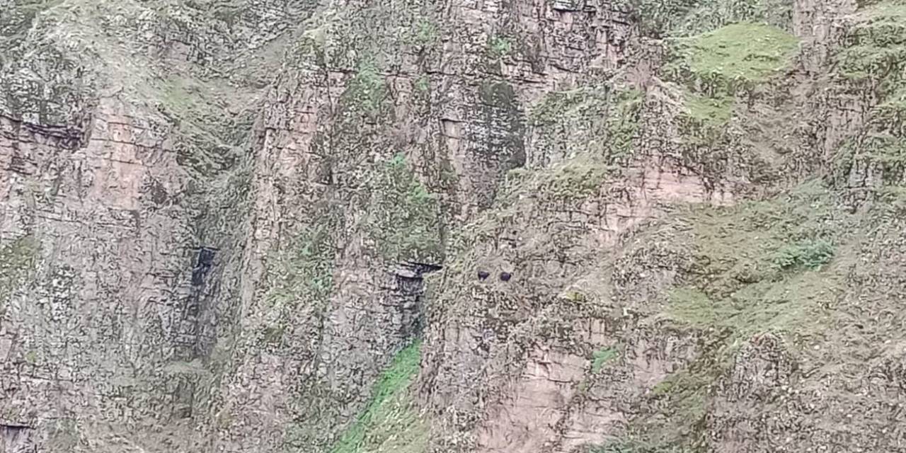 Batman’da Kayalıklarda Mahsur Kalan 4 Keçi Kurtarılmayı Bekliyor
