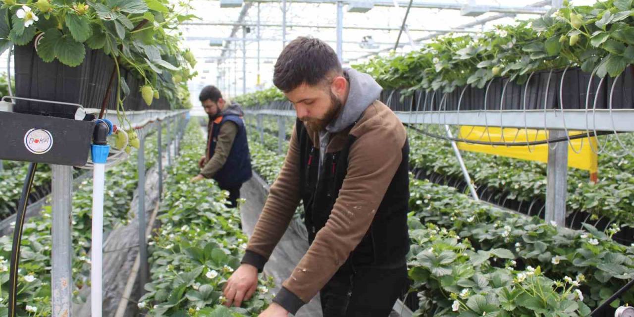 Sinop’ta Üretiliyor, Dünyaya İhraç Ediliyor