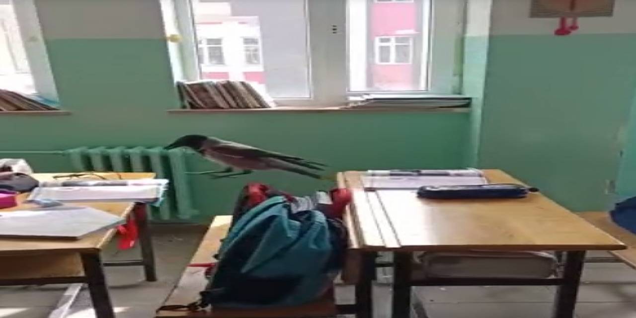 Sınıfa Giren Karga Yemek Aradı