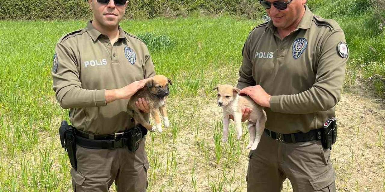 Aydın’da Patili Dostlara Haydi Koruması