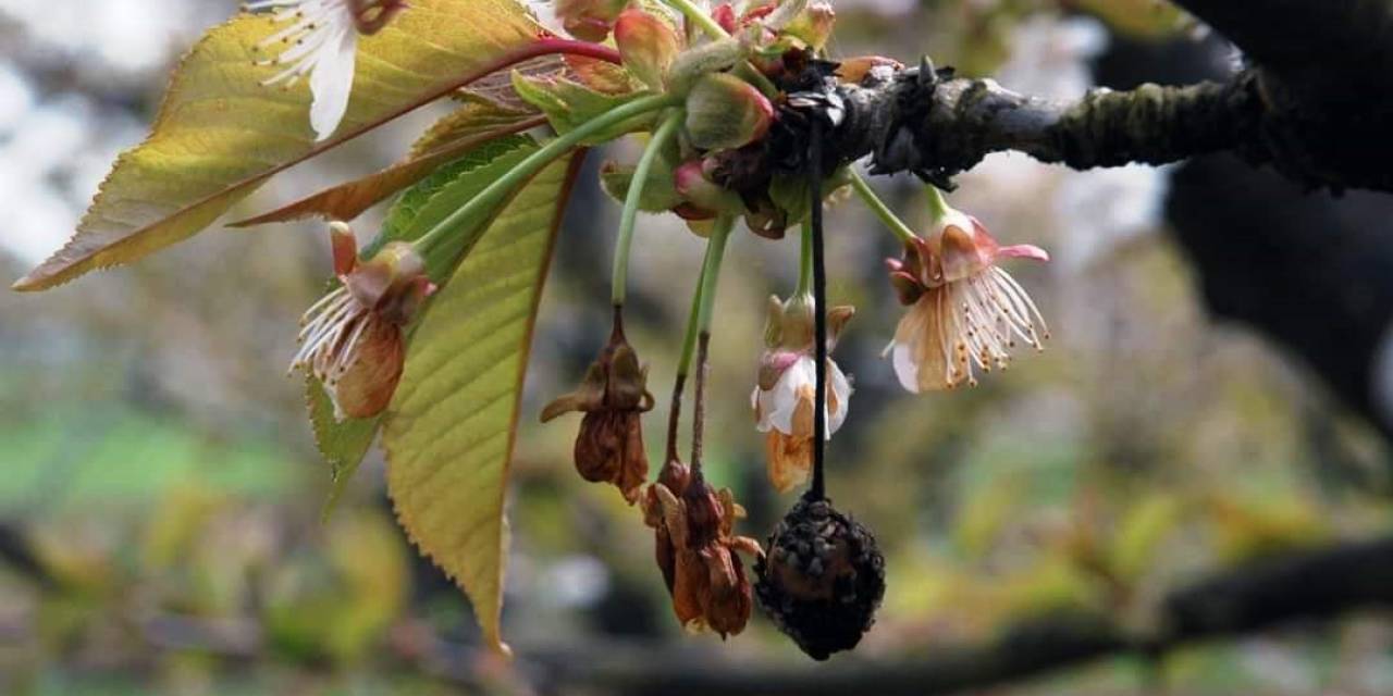 Sert Çekirdekli Meyve Ağaçlarında ‘çiçek Monilyası’ İlaçlama Zamanı