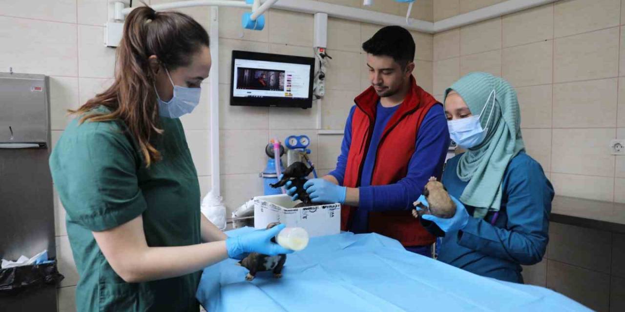 Yalova Belediyesi Annesiz Kalan Yavru Köpeklere Kucak Açtı