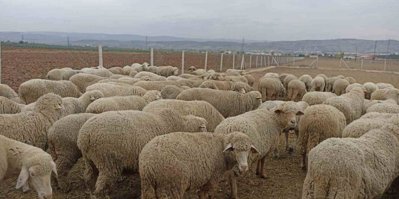 Hayvan Pazarlarının Kapalı Olması Üreticiyi Düşündürüyor