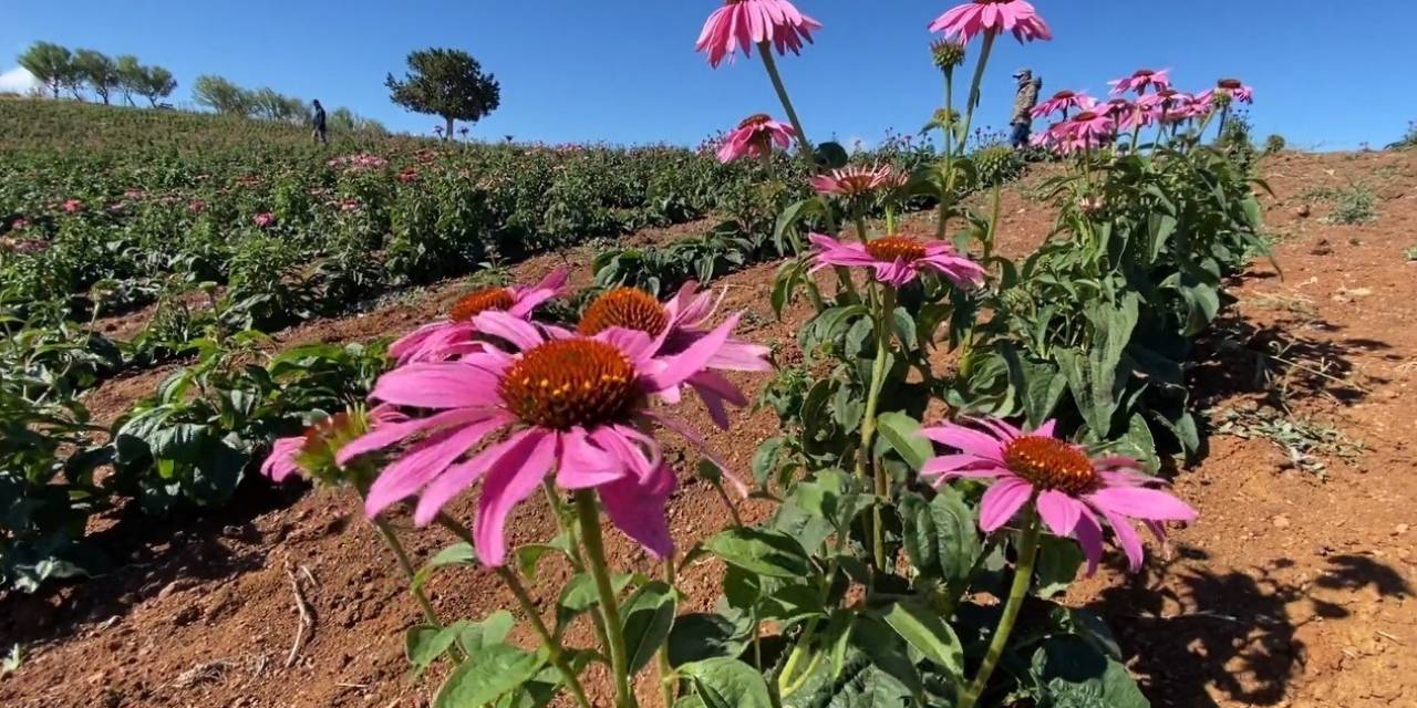 Erzincan 500 Dolayında Endemik Bitkiye Ev Sahipliği Yapıyor