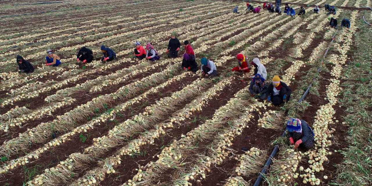 Soğanda Yoğun Hasat Dönemi Başlıyor, Fiyatlar Düşecek