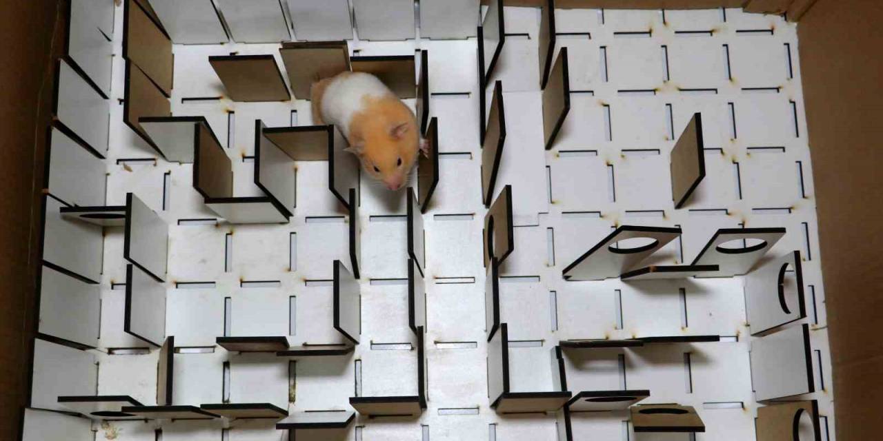 Depremde Hamsterlar, Hayat Kurtaran Köpeklere Rakip Olabilir