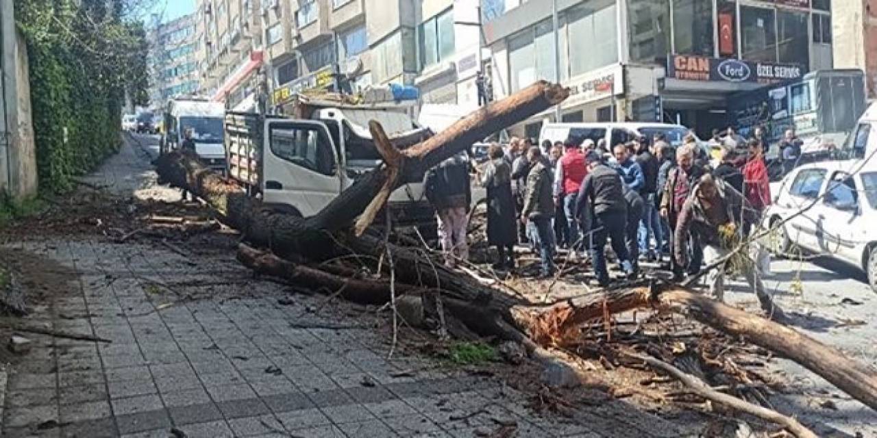 Kağıthane’de Kavak Ağacı Kamyonetin Üstüne Devrildi: Kadın Ve Çocuğu Yara Almadan Kurtuldu