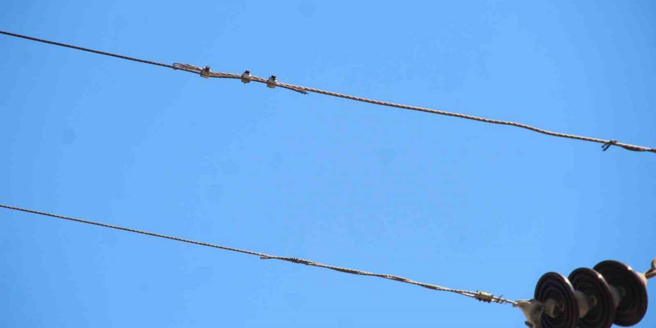Elektrik Telindeki Papağan Sonları Oluyordu: O Anlar Kameraya Yansıdı