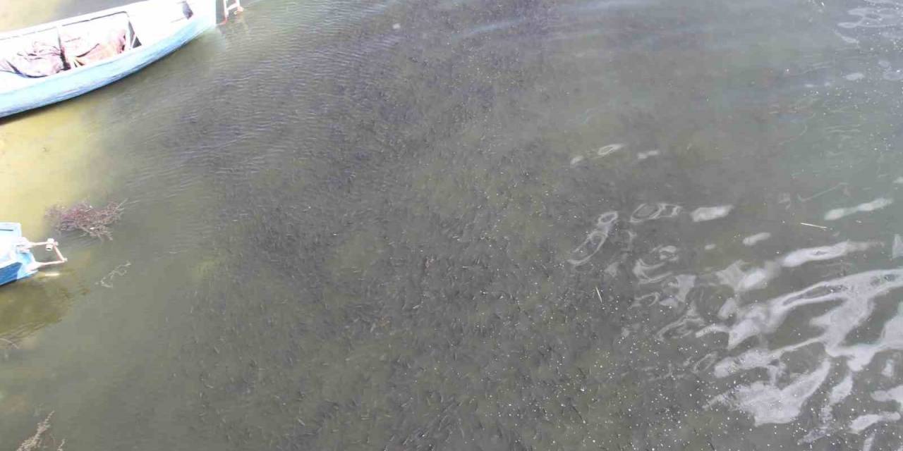 Beyşehir Gölü Kıyısında Su Yüzeyine Çıkan Yavru Balıklar Görenlerin İlgisini Çekiyor