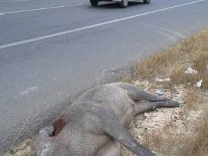 Karayolunda Ölü Yaban Domuzu Bulundu
