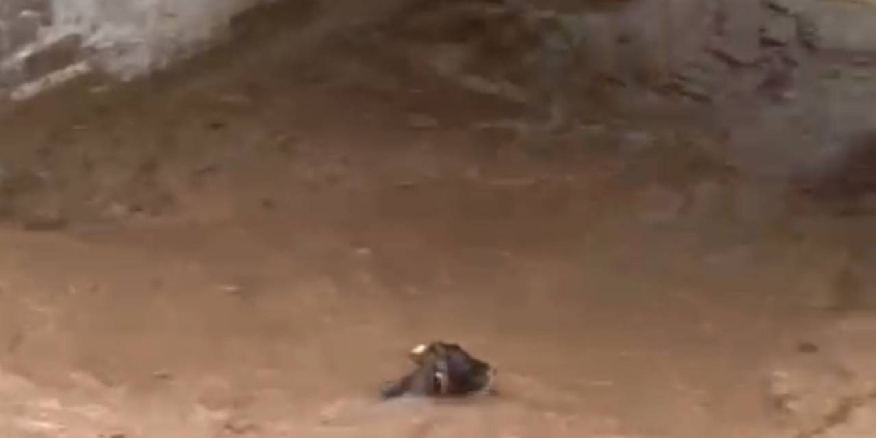 Sele Kapılan İnek Telef Oldu