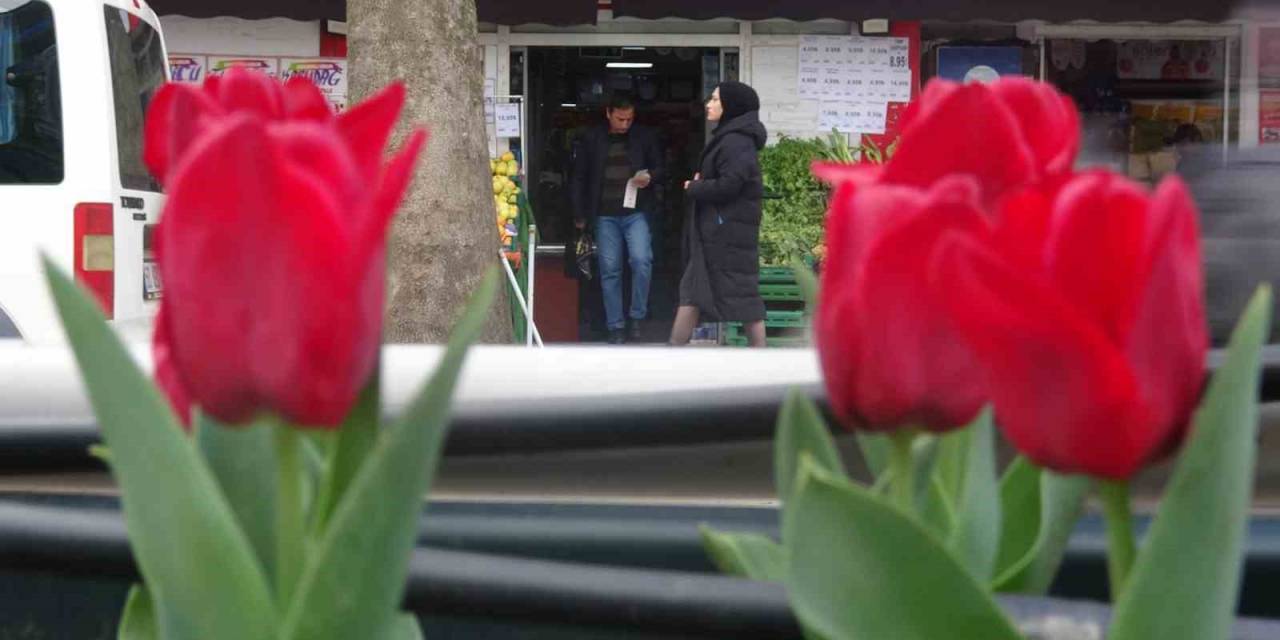 Caddeler Laleler İle Donatıldı, Oluşan Görsel Şölen Dikkat Çekti