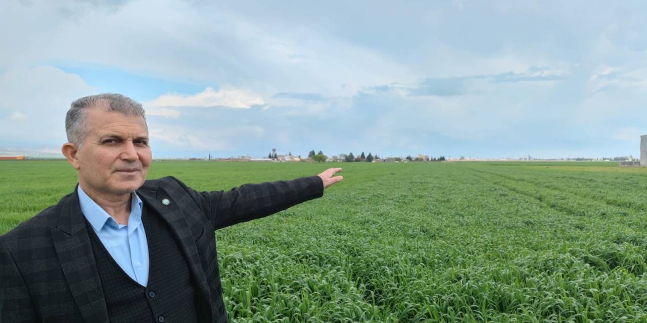 Mardin Ovası’nda Bahar Yağmurlarıyla Yüksek Rekolte Beklentisi Arttı