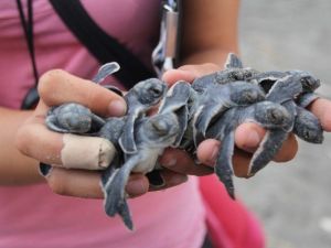 Hatay’da Caretta Carettalar Denizle Buluştu