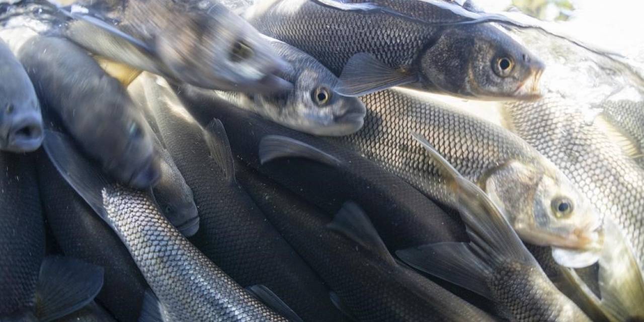 Van Gölü’nde İnci Kefali İçin Av Yasağı Başlıyor