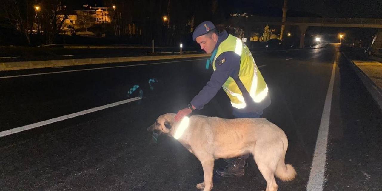 Bingöl’de Sokak Hayvanlarına Reflektif Tasma Takıldı