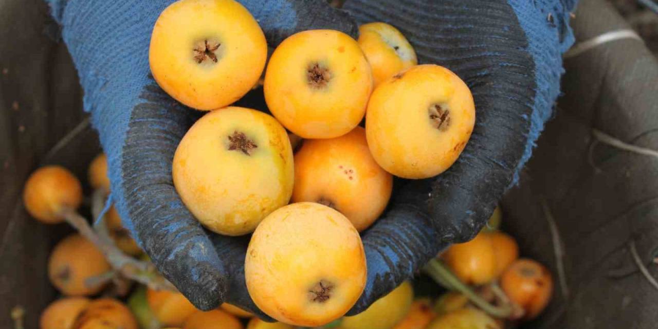 Mersin’de Yenidünya Hasadı Başladı: İlk Büyük Şehirler Tadacak